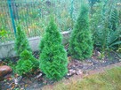 thuja tuja 130 i 90 cm trzmielina bluszcz wiecznie zielony - 10