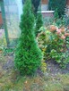 thuja tuja 130 i 90 cm trzmielina bluszcz wiecznie zielony - 7