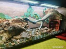 TERRARIUM - 6