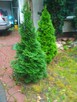 thuja tuja 130 i 90 cm trzmielina bluszcz wiecznie zielony - 8