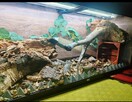 TERRARIUM - 2