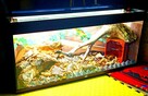 TERRARIUM - 5