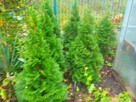 thuja tuja 130 i 90 cm trzmielina bluszcz wiecznie zielony - 9