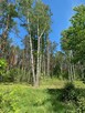 Sprzedam las 3ha dojazd asfalt ok Cierpięta - 3