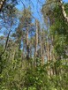 Sprzedam las 3ha dojazd asfalt ok Cierpięta - 4