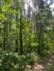 Sprzedam las 3ha dojazd asfalt ok Cierpięta - 5