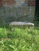 Sprzedam piaskowiec na murki - 2