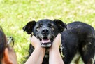 Lady-staruszek już 12 lat czeka na dom-pilna adopcja - 4