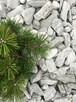 Kora kamienna ozdobna Biała, Srebna IMPRESTONE Warszawa - 2