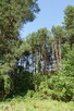 sprzedam dzialke - 2