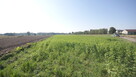 Działka rolno budowlana 96a Rudka Gołębska - 3
