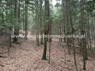 Działka leśna Pogorzany gm. Jodłownik - 2