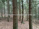 Działka leśna Pogorzany gm. Jodłownik - 3
