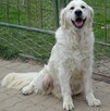 Golden retriever rezerwacja - 2