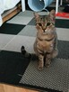 Roczny Antoś poleca się do adopcji - 2