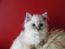 RAGDOLL Międzynarodowy Rodowód FPL - 6