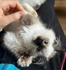 RAGDOLL Międzynarodowy Rodowód FPL - 5