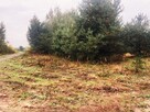 Działki budowlane - Bracice Drwalewskie Chynów - 6