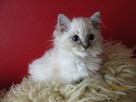 RAGDOLL Międzynarodowy Rodowód FPL - 7