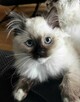 RAGDOLL Międzynarodowy Rodowód FPL - 3
