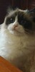 RAGDOLL Międzynarodowy Rodowód FPL - 9