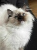 RAGDOLL Międzynarodowy Rodowód FPL - 4