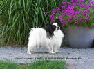 Spaniel Miniaturowy PAPILLON piesek piesek po championie FCI - 16