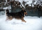 Fajny psiak poszukuje domku - przygarniesz MacGyvera? - 15