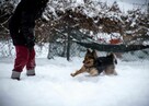 Fajny psiak poszukuje domku - przygarniesz MacGyvera? - 13