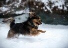 Fajny psiak poszukuje domku - przygarniesz MacGyvera? - 12