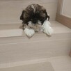 Szczeniaki rasy Shih Tzu - 2