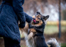 Fajny psiak poszukuje domku - przygarniesz MacGyvera? - 2