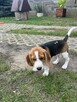 SZCZENIAK Beagle, sunia, ZKwP, z rodowodem, GOTOWA DO ODBIORU - 10