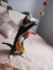 Do adopcji - 3