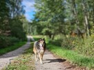 Nanuk wspaniały! Ten dzielny misiek nadal nie ma domu - 6