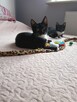 Do adopcji - 2