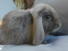 Króliczki Mini lop niebieskie - 5