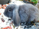 Niebieskie baranki mini lop samiczki - 6