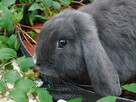 Króliczki Mini lop niebieskie - 4