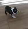 Boston Terrier suczka ZKwP FCI - 2