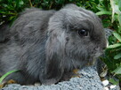 Króliczki Mini lop niebieskie - 6