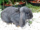 Króliczki Mini lop niebieskie - 7