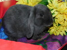 Niebieskie baranki mini lop samiczki - 5