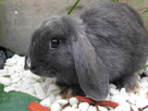 Króliczki Mini lop niebieskie - 8