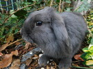 Niebieskie baranki mini lop samiczki - 2