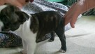 Boston Terrier suczka ZKwP FCI - 3