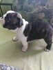 Boston Terrier suczka ZKwP FCI - 5