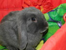 Niebieskie baranki mini lop samiczki - 7