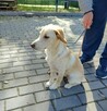 DS lub DT!!Uratujmy mała sunieczkę przed schronem bez wolont - 4