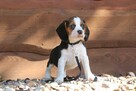 Beagle pieski szczeniaki - 3